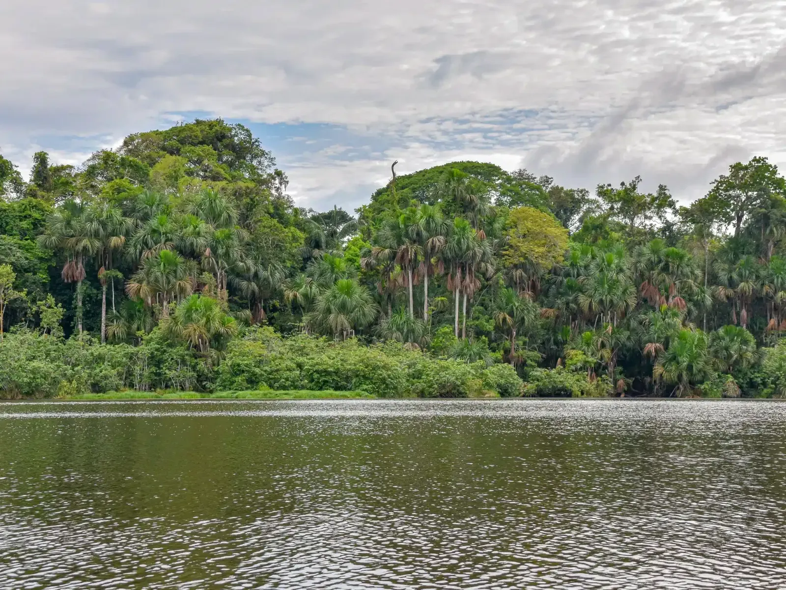 Backpacking-The-Amazon-Rainforest- Puerto maldonado Peru.webp