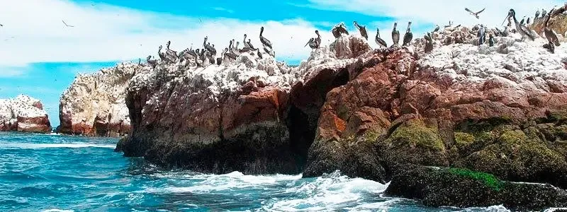 Fauna-Islas-Ballestas. Paracas Ica Perú.webp
