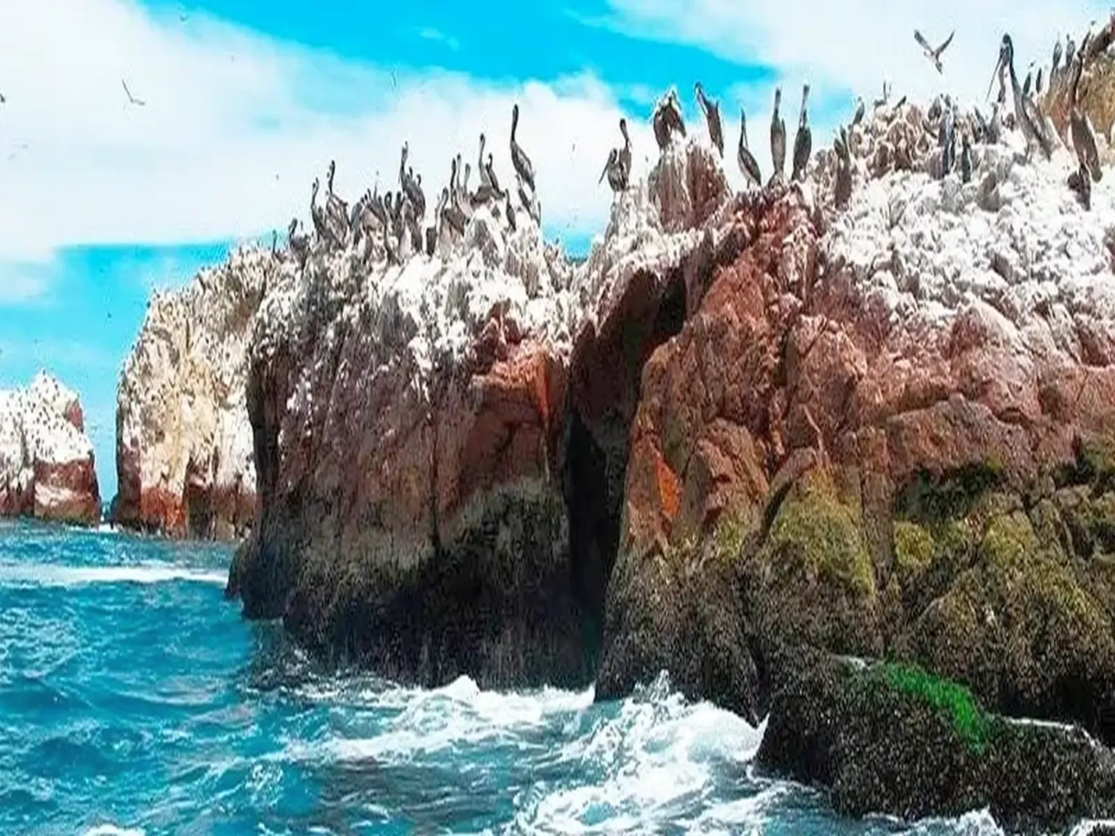 Fauna-Islas-Ballestas. Paracas Ica Perú.webp