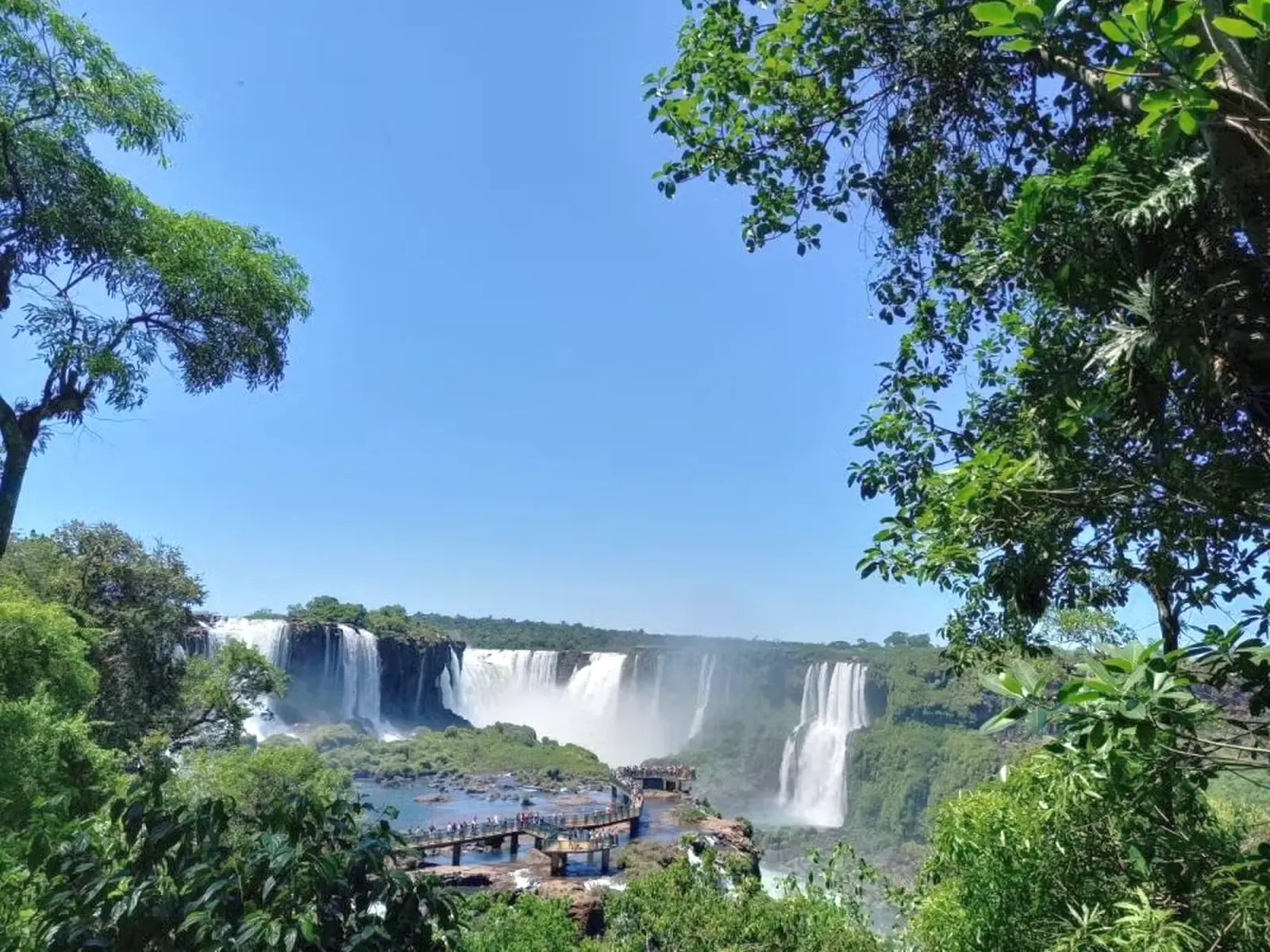 Fox de Iguazu 33.webp