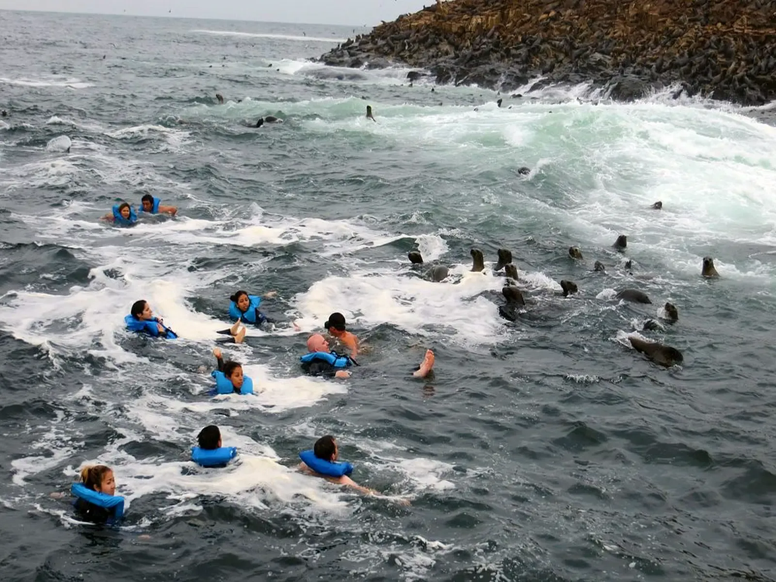 lobos-marinos-en-la-isla.webp