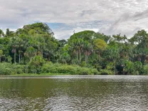 Backpacking-The-Amazon-Rainforest- Puerto maldonado Peru.webp
