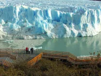 Calafate.webp