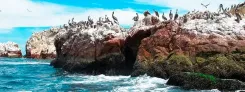 Fauna-Islas-Ballestas.  Paracas Ica Perú.webp
