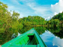 amazon-jungle-Puerto maldonado Peru.webp