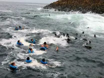 lobos-marinos-en-la-isla.webp