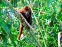 puerto-maldonado-amazon-tour.webp